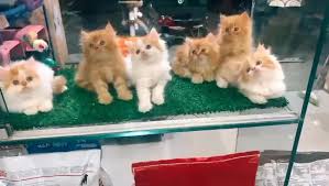 pet supplies near me