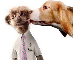Compare dog insurance