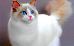 Top Cat In the World